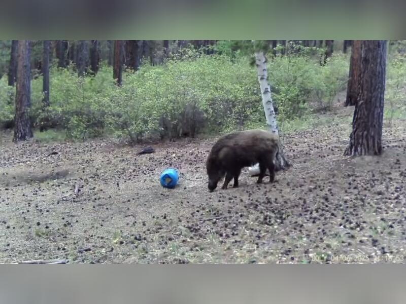  ������ ������ ������������� ��������� 