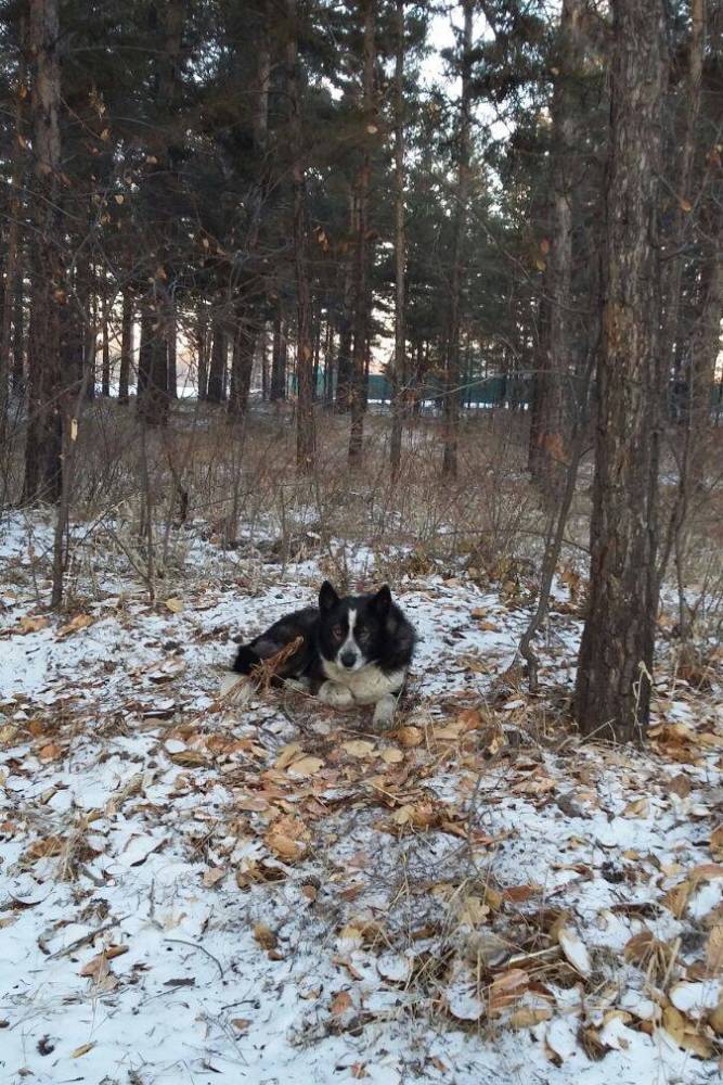 У власти на поводке