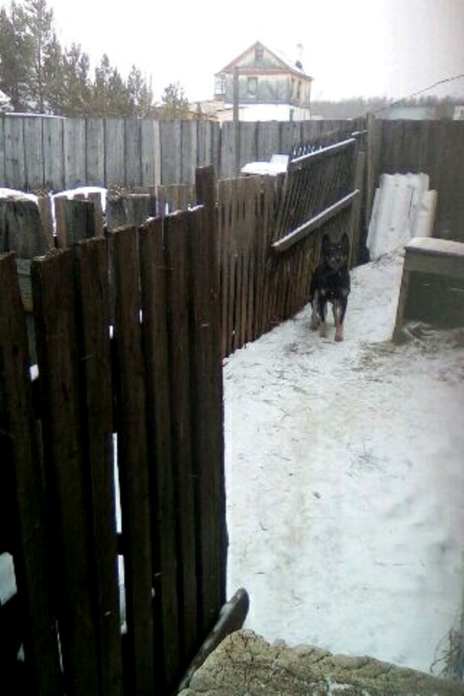 У власти на поводке