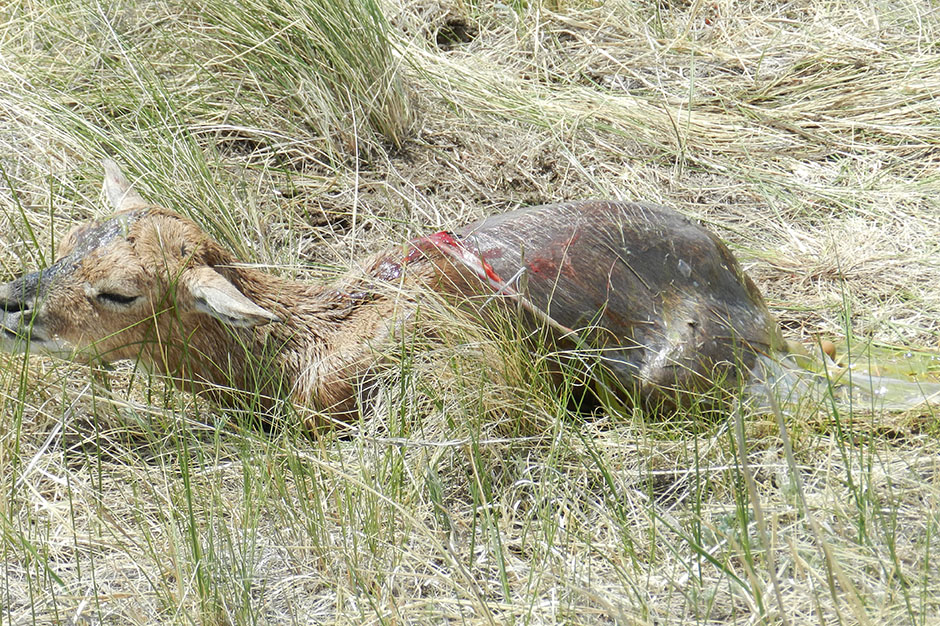 Человек природы. Госинспектор Коротких