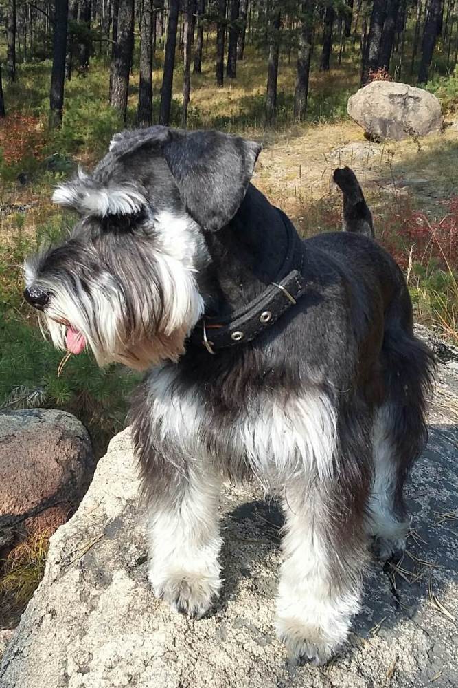 У власти на поводке