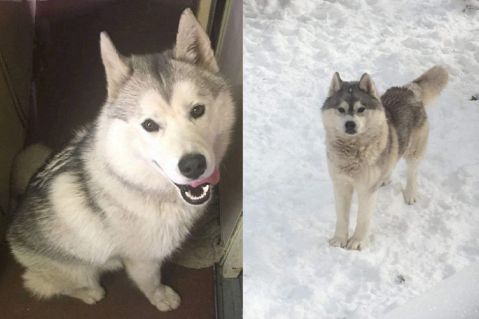 Концлагерь для друзей человека