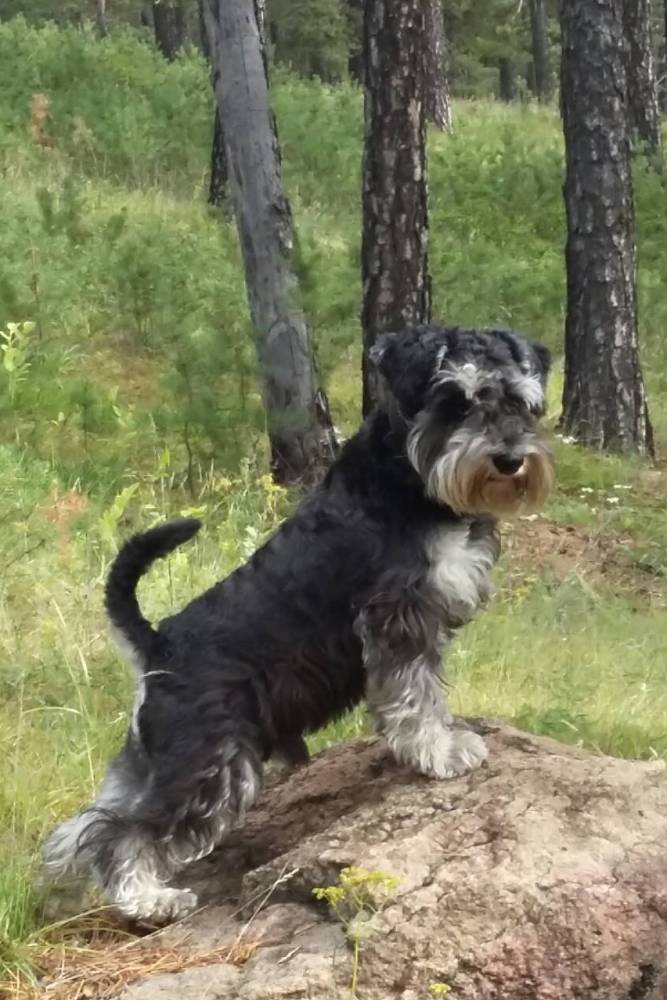 У власти на поводке