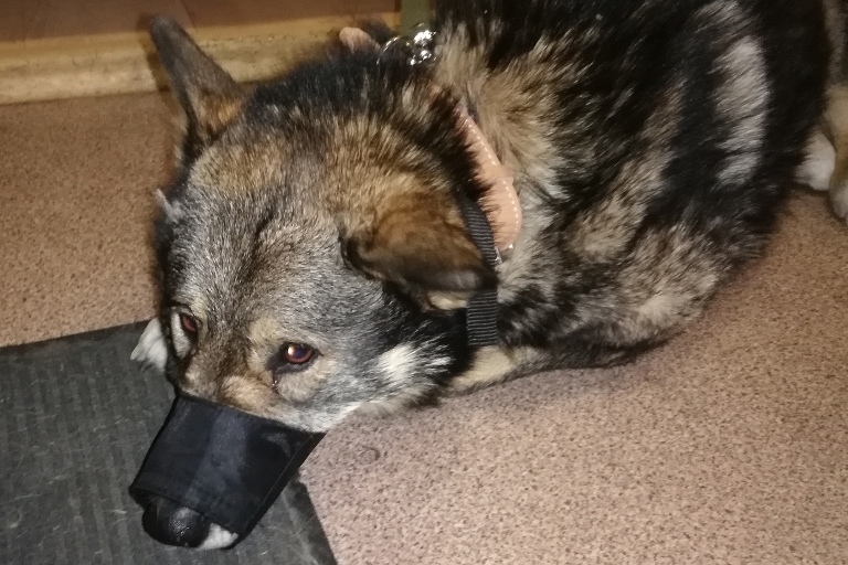 Очевидцев расстрела собаки разыскивают в Чите