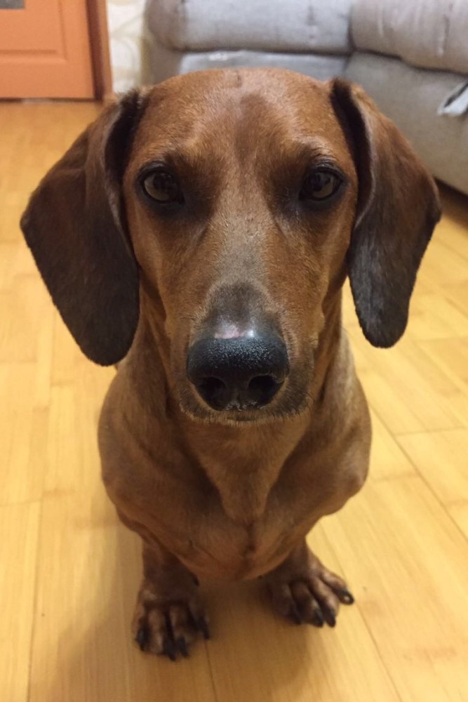 У власти на поводке