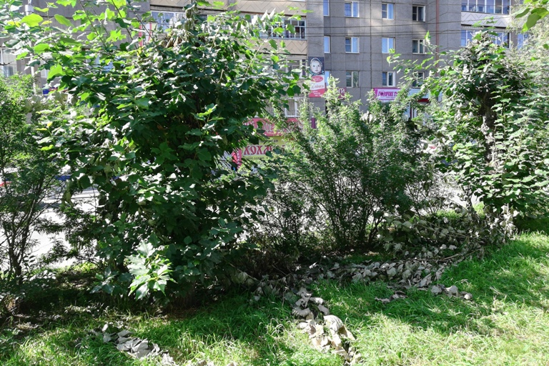 Верхушки деревьев спилили возле рекламной конструкции в центре Читы – очевидец