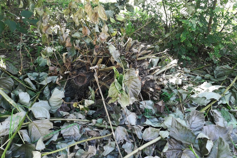 Верхушки деревьев спилили возле рекламной конструкции в центре Читы – очевидец