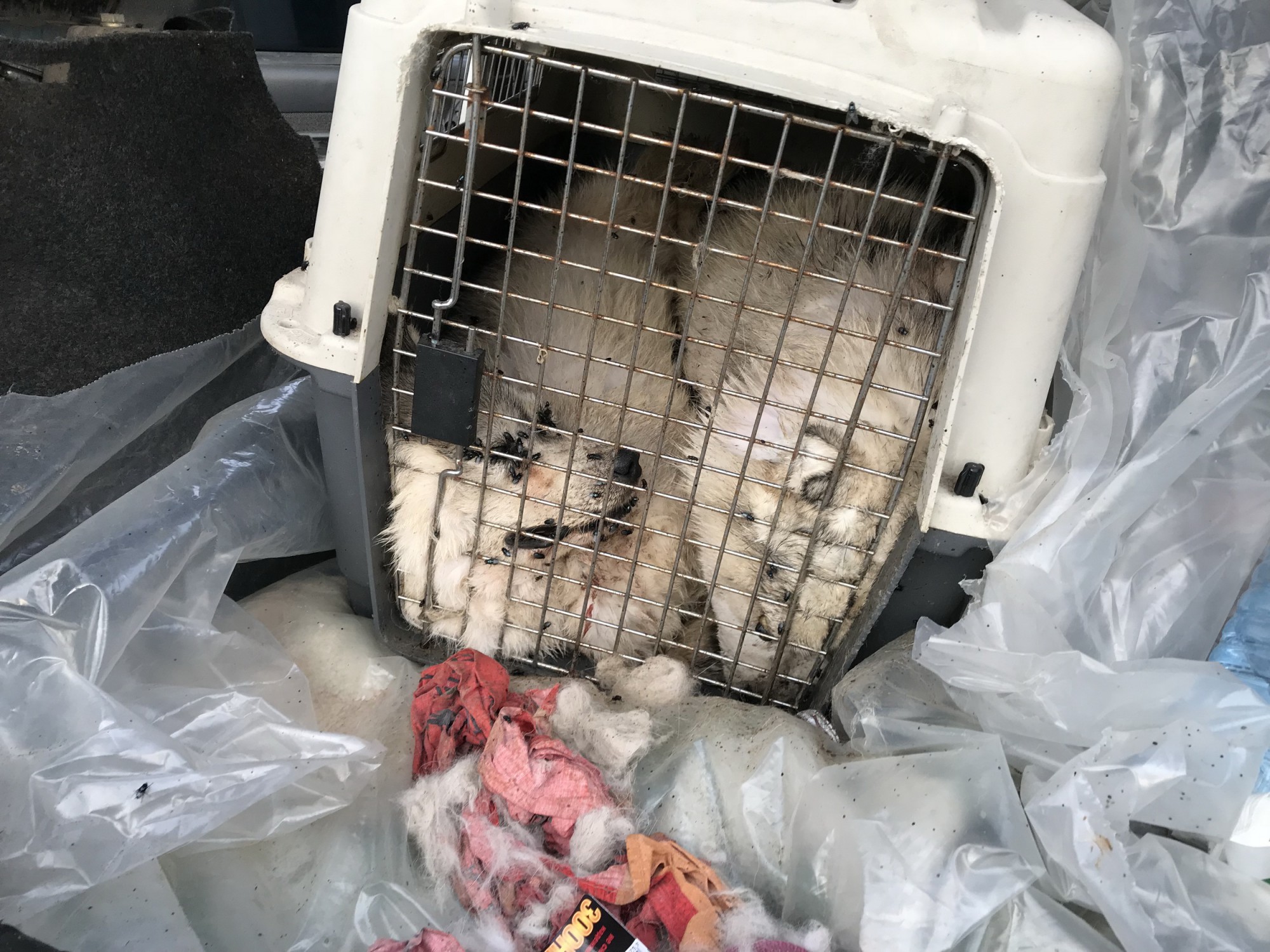 Песнь о собаке