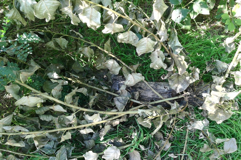 Верхушки деревьев спилили возле рекламной конструкции в центре Читы – очевидец