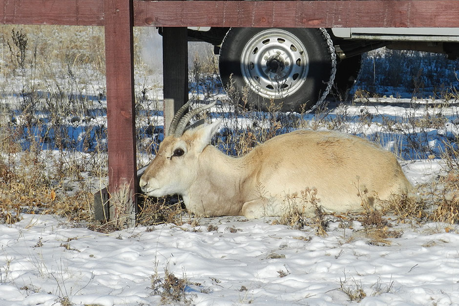 Человек природы. Госинспектор Коротких
