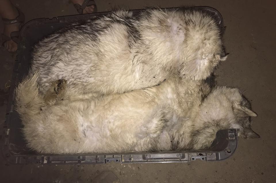 Концлагерь для друзей человека