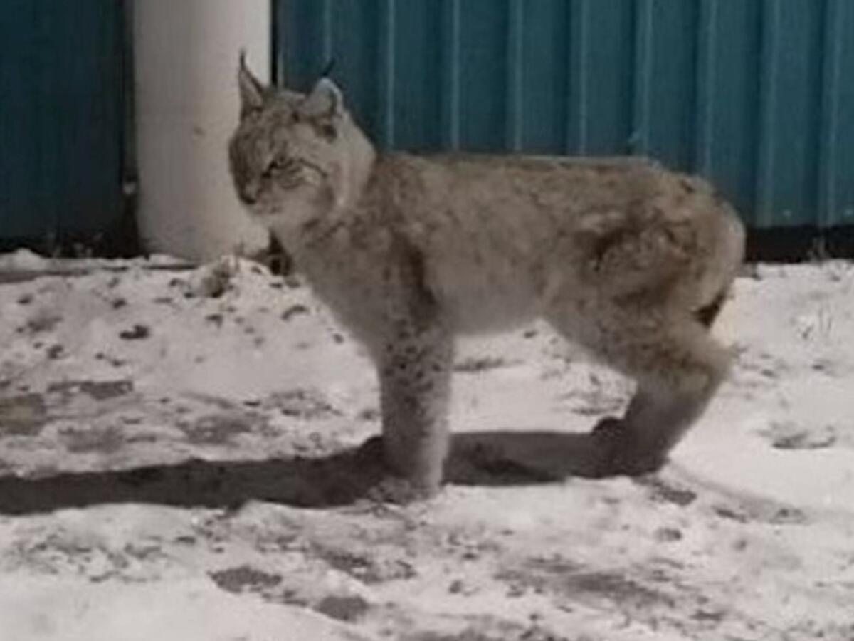 Дикая рысь перепугала жителей села в Забайкалье