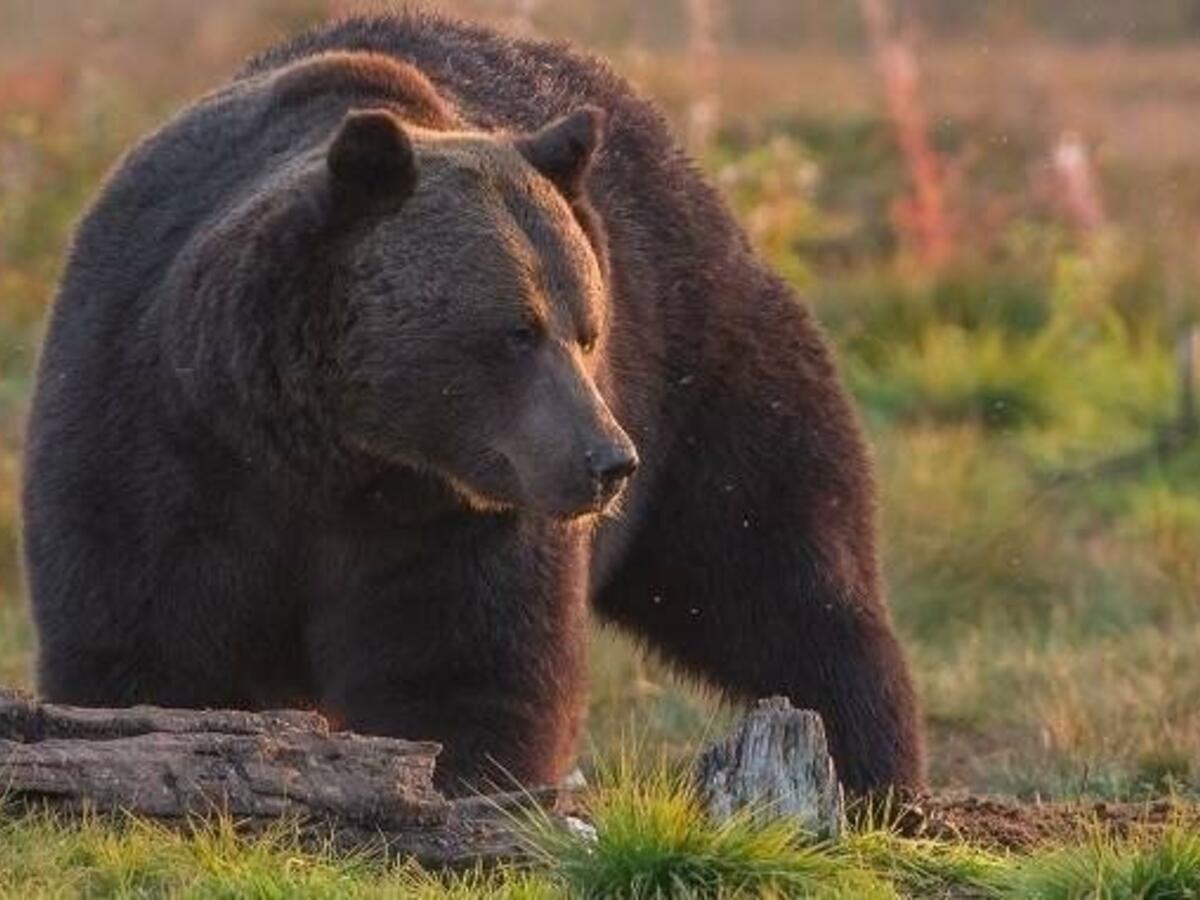 Следы медведя заметили в пригороде Читы