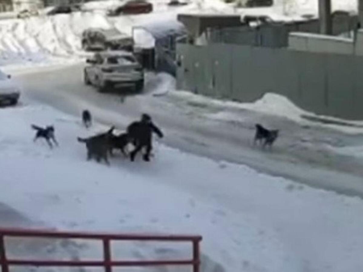 В Уфе ребенок чудом остался жив после нападения собачьей стаи