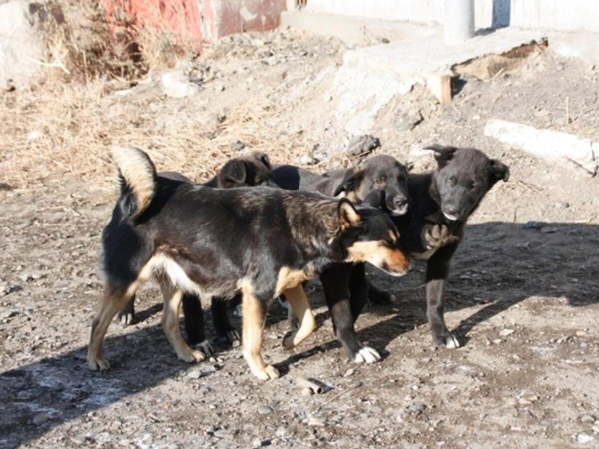 В Бурятии будут судить хозяина собак, которые насмерть загрызли пожилую  женщину