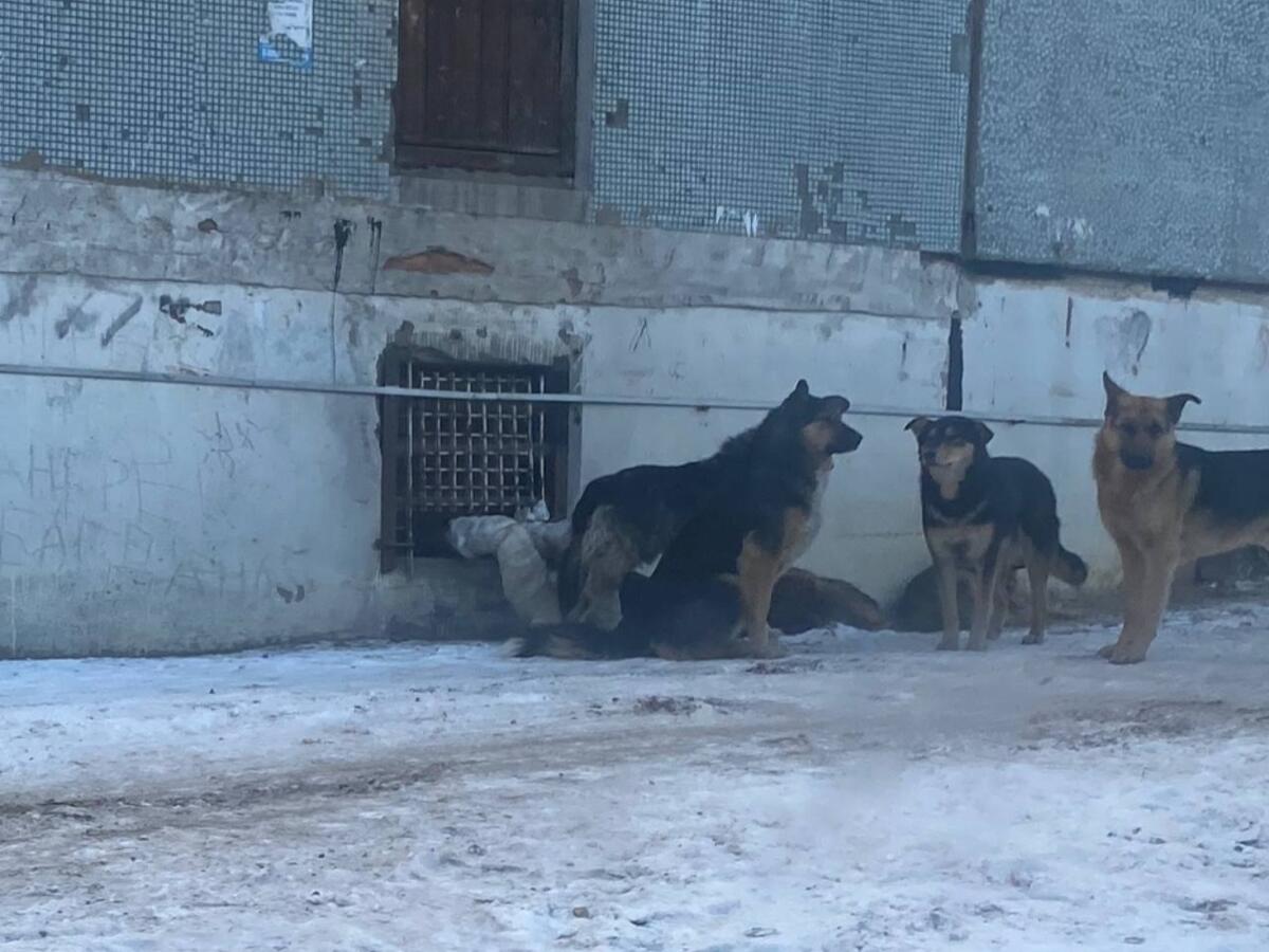 Стаи бродячих собак оккупировали микрорайон в Чите