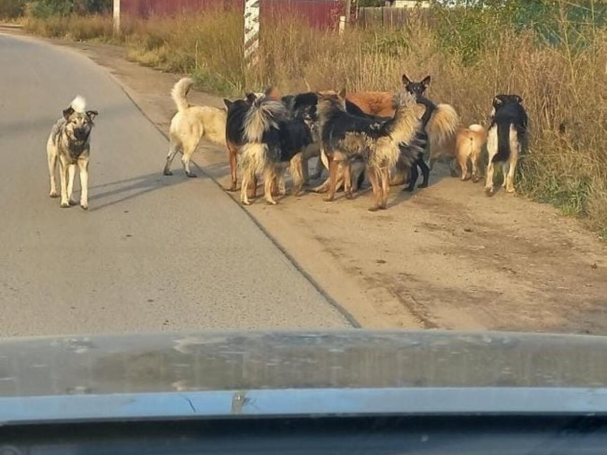 В разгар зимы в Чите бездомные собаки начали активно нападать на детей