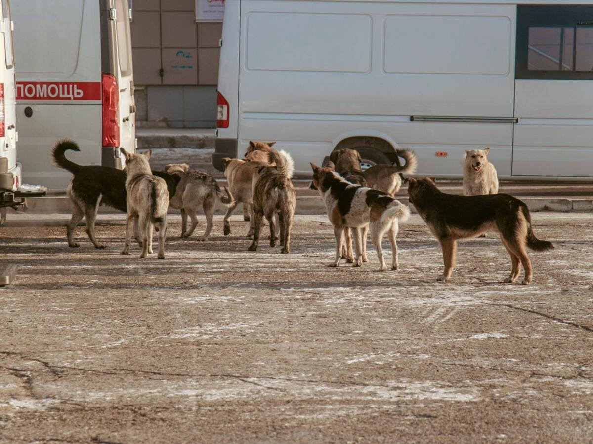 В Оренбурге собаки насмерть загрызли ребенка