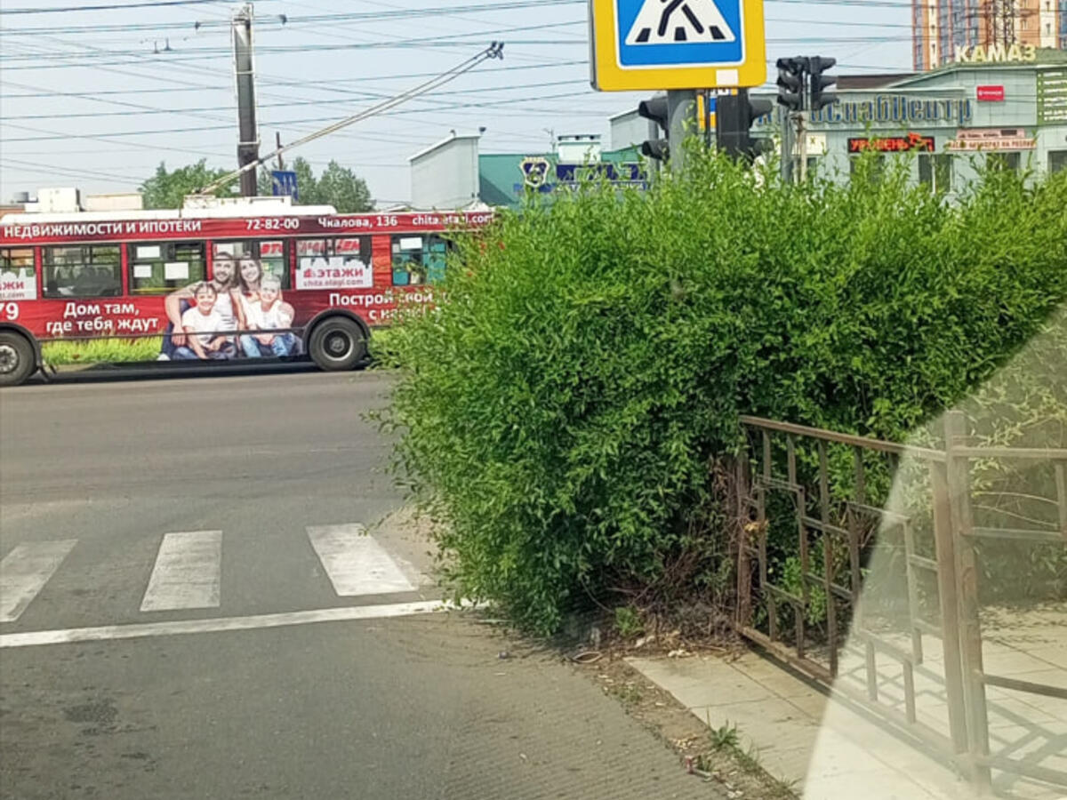 Читинский водитель попросил убрать высокие кусты у дороги