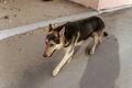Общественники Забайкальского района о собаках: «Спокойных – стерилизовать, агрессивных – умертвлять»
