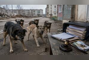 80 тысяч штрафа за 18 покусанных людей: чем закончилось «собачье дело» в Чите