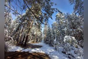 Минприроды края расторгает договоры аренды лесов через суд