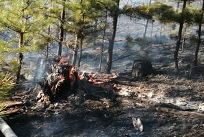 В Карымском районе поджог на свалке вызвал крупный лесной пожар