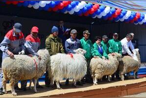 Сибирско-Дальневосточная выставка племенных овец пройдет на территории «Мегаполис Спорта»