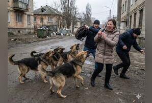 В Иркутской области узаконили умерщвление безнадзорных животных
