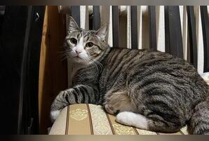 В Забайкалье спрос на уход за животными вырос в 2,5 раза