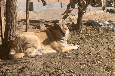 Стая бездомных собак бегает около школы в Чите