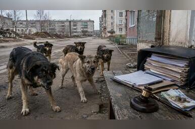 В Краснокаменске собаки кусали людей, чиновница не реагировала, а суд дал рассрочку на штраф