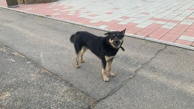 За выходные в Чите отловили 20 бездомных собак