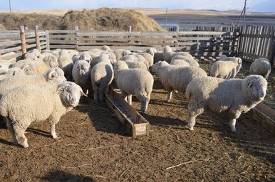 Забайкальским фермерам выделили свыше 42 млн рублей на развитие хозяйств