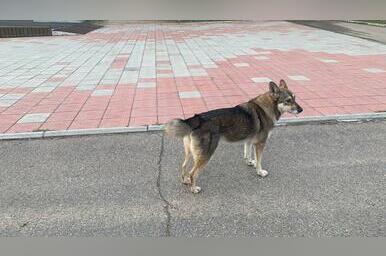 Всего девять бездомных собак отловили в Чите