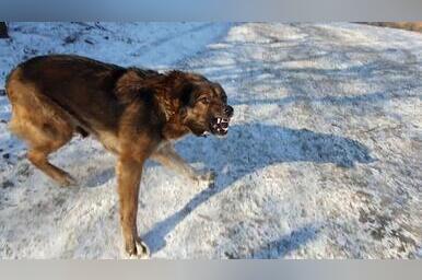 Власти Читы потратят 10 млн на содержание агрессивных бездомных собак