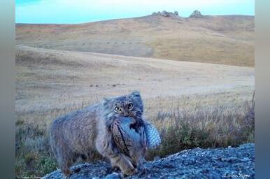 «Зажировка» официально вошла в словарь русского языка благодаря манулу Тимофею