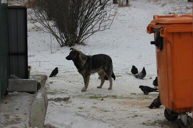 Стаи собак с ошейниками нападают на детей и пенсионеров в Чите