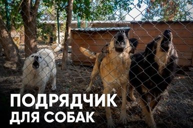 В Чите ищут подрядчика для содержания агрессивных бездомных собак