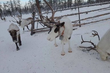 В регионе появилось больше оленей