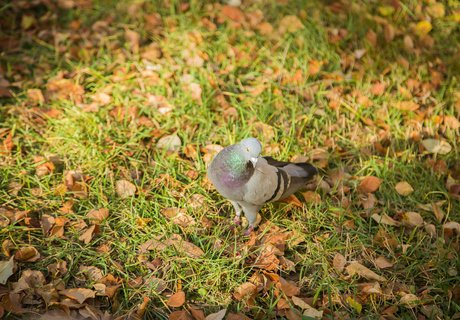 Читу «осенило»: Жёлтые листья и «бабье лето»