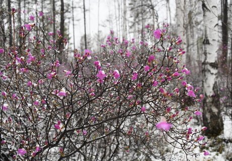 Май, снег и цветущий багульник
