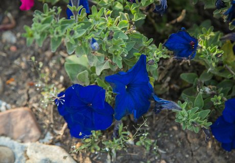 Читу «осенило»: Жёлтые листья и «бабье лето»