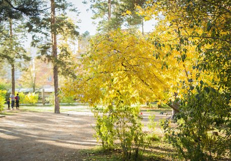 Читу «осенило»: Жёлтые листья и «бабье лето»