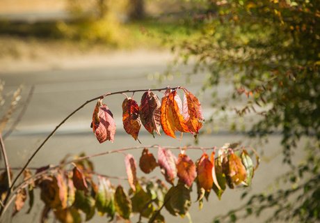 Читу «осенило»: Жёлтые листья и «бабье лето»