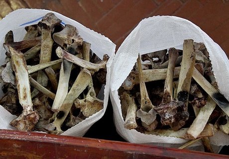 Чемпионат по разбиванию хребтовой кости