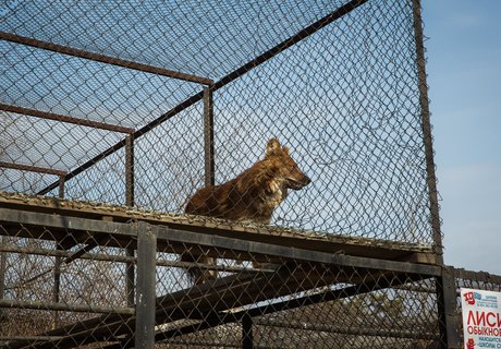 Животные и самоизоляция: как живется обитателям зоопарков без гостей?