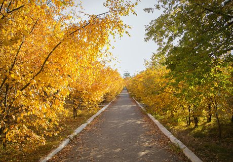 Читу «осенило»: Жёлтые листья и «бабье лето»