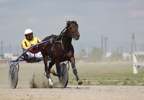 Кубок главы города по конному спорту