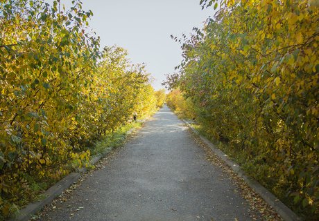 Читу «осенило»: Жёлтые листья и «бабье лето»